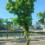 Arrival, Dialects, and Apple Crumble: A Soft Landing in Dublin