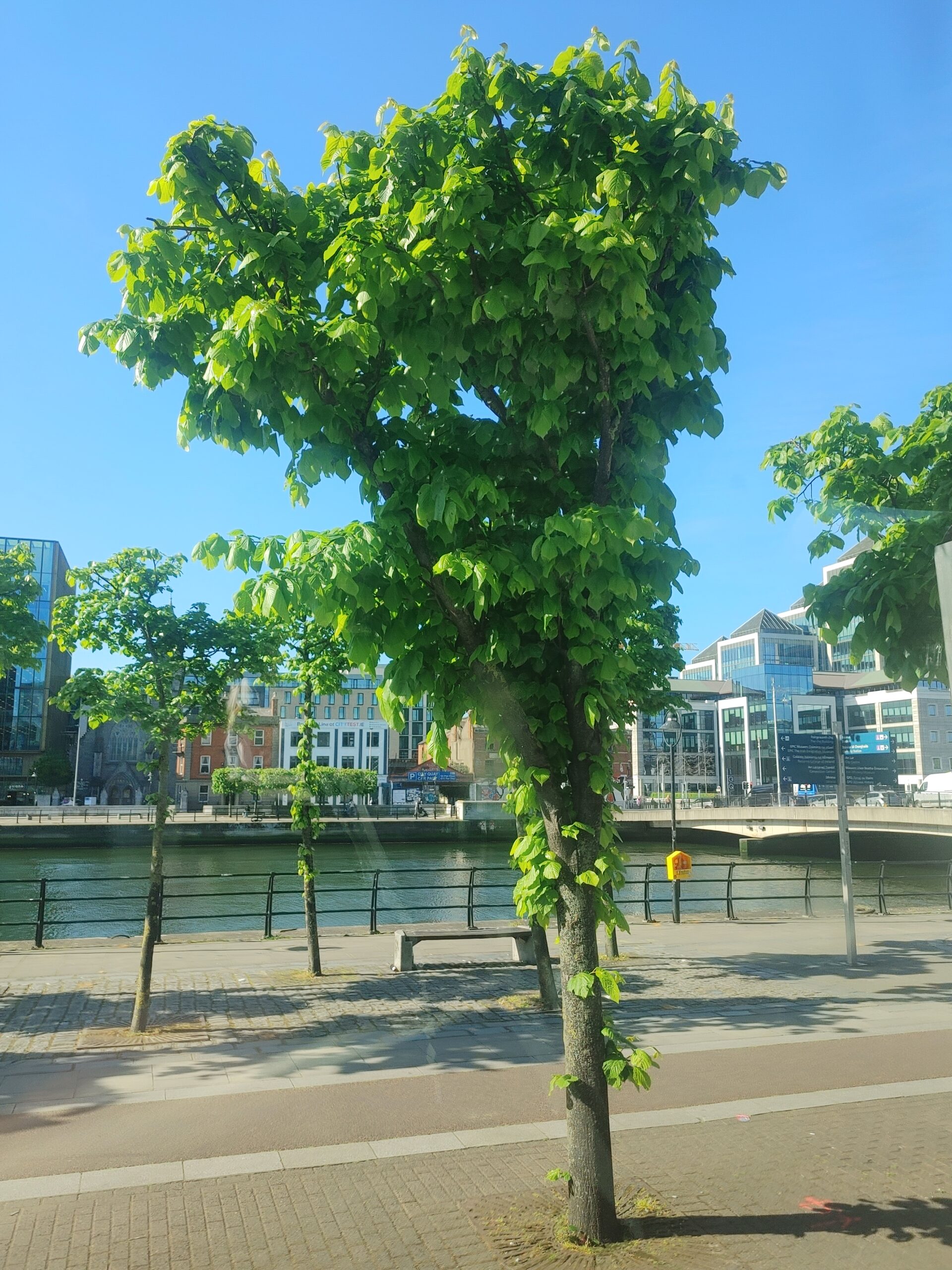 Arrival, Dialects, and Apple Crumble: A Soft Landing in Dublin