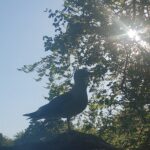 Headlines, Binaries, and Broadcast Bans: Media, Conflict, and Northern Ireland