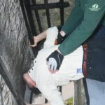 Kissing Stones & Chasing Sheep: A Day Out with Paddywagon