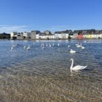 Mom, Phineas and Ferb visited the Irish Film Classification Office